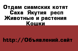 Отдам сиамских котят - Саха (Якутия) респ. Животные и растения » Кошки   